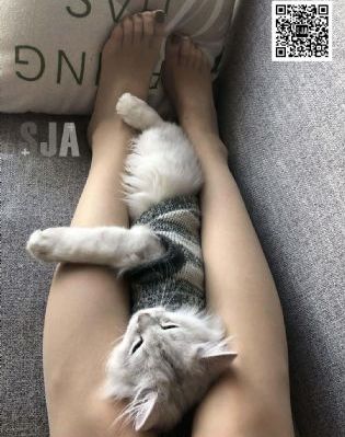 咒术回战0剧场版免费观看_在线免费观看电影